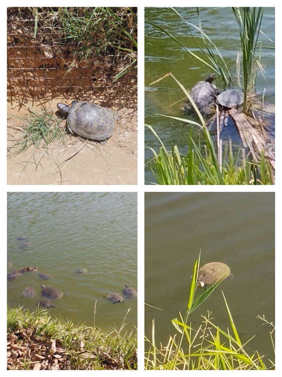 MueveteCasarapa's tweet photo. 🦎🐢🐊 La zona de hierbas altas en las orillas de la laguna del Parque José María Cartaya (Nueva Casarapa, Guarenas) es área de anidación y refugio para iguanas, matos, tortugas y babas.
Estas hierbas no son maleza. 
#PJMC #AmbienteGG #Biodiversidad https://t.co/ryDYdOtlh3