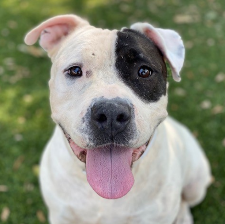 💔🆘💔Gorgeous senior mixed breed GORDA has been at Downey #California ACC since 5-30.😢 She's almost 11 yo, &amp; 62 lbs. Not alerted yet - we don't know much about her except she looks like your new adorable bff - and deserves a home ASAP. Visit her tomorrow🙏 info⬇️ ##A5378303