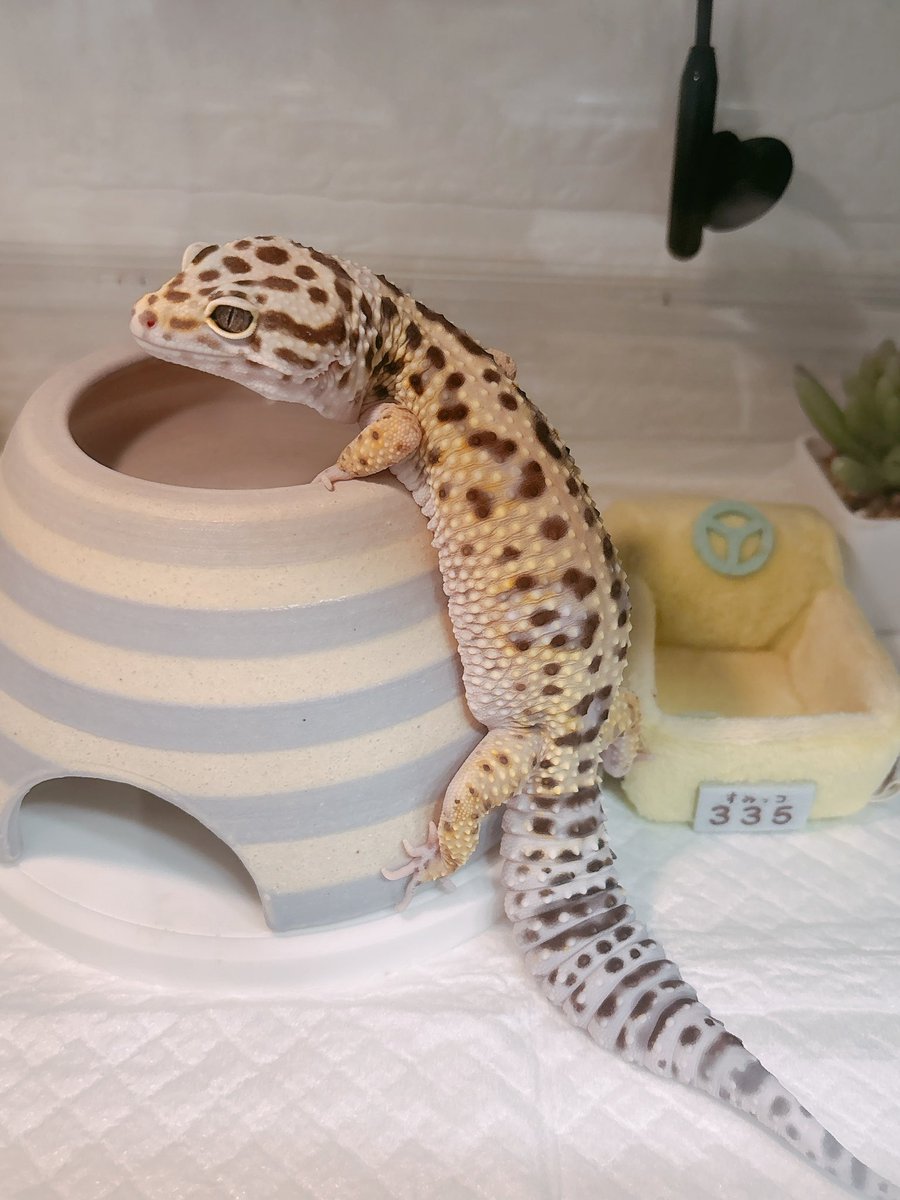 遠目に見てもしじみちゃんデカすぎてかわいい。うずらちゃんはちんまりしててかわいい