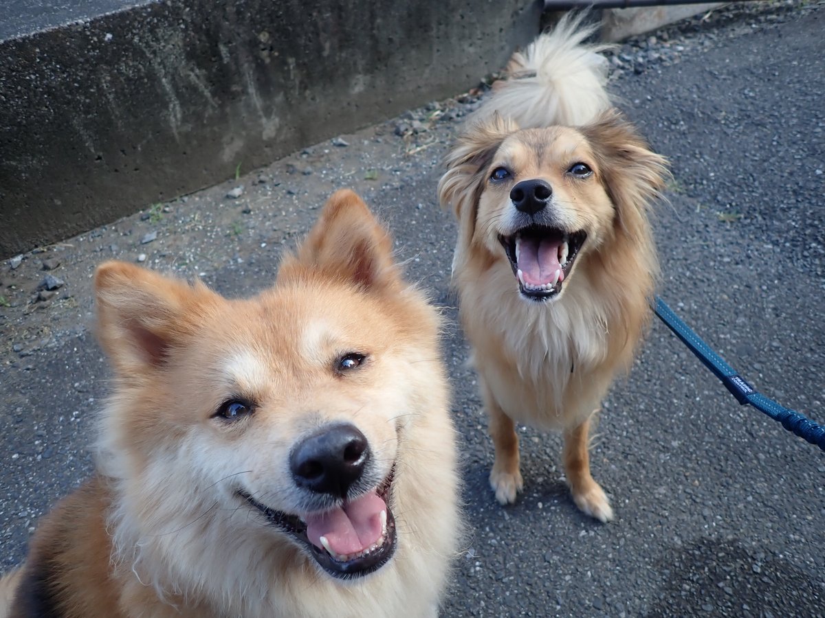 もなかとキャラメル (@monaka_no_onaka) on Twitter photo 