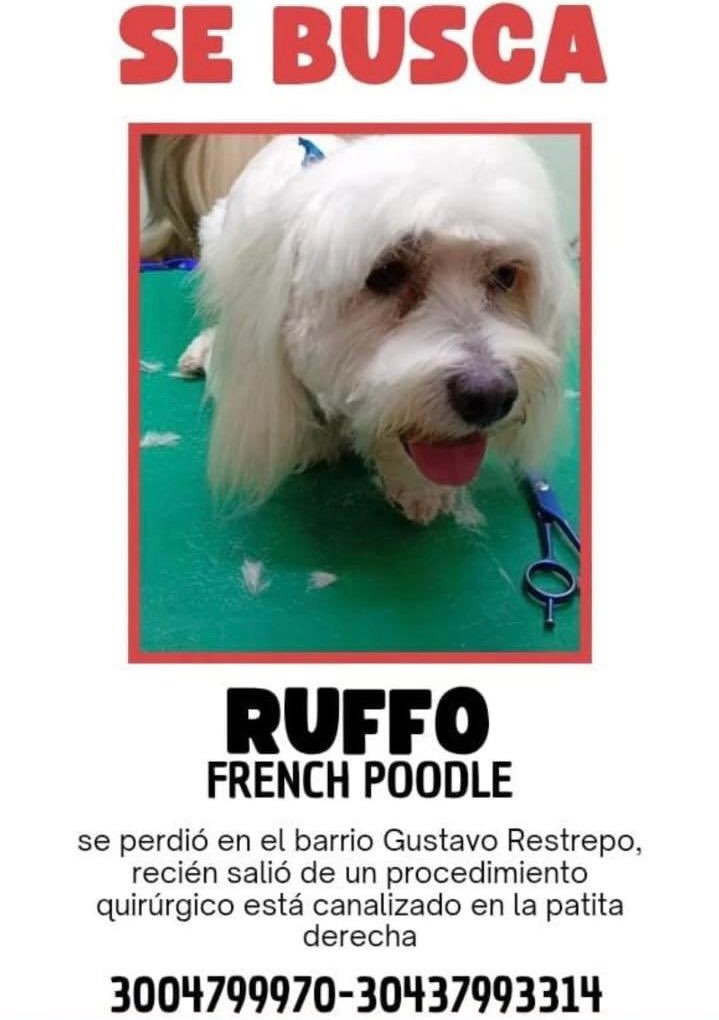 CamiloJaramill's tweet image. 🆘Su familia busca a Rufo 🐶, desde el 18 de Junio en Rafael Uribe, Bogotá, por favor compartamos 🙏
@MONYRODRIGUEZOF @PlataformaALTO @Marce_Tabares @piedrahitangela @DanielSamperO @HELIODOPTERO @coraimatorresd @patrulleroefra @laurarubiogu @darcyquinnr