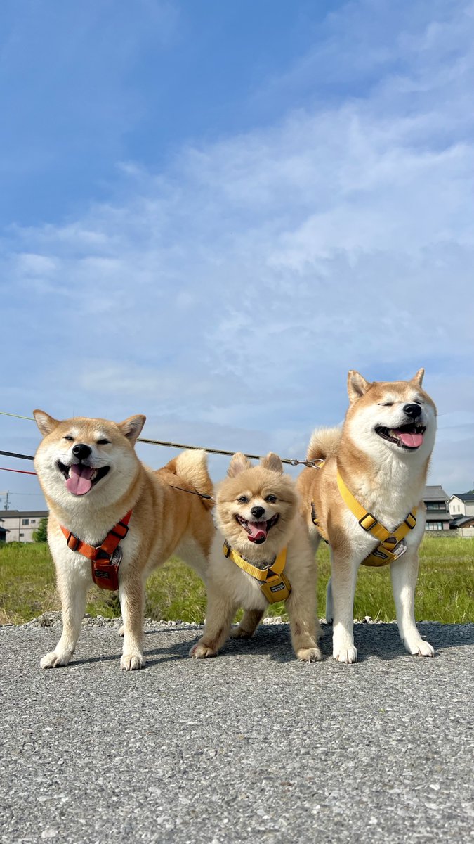 おっす！おーっす！

#むぎわら日常記録 #シヴァ犬こむぎっす #豆シヴァわらび #柴犬 #凛 #ポメ