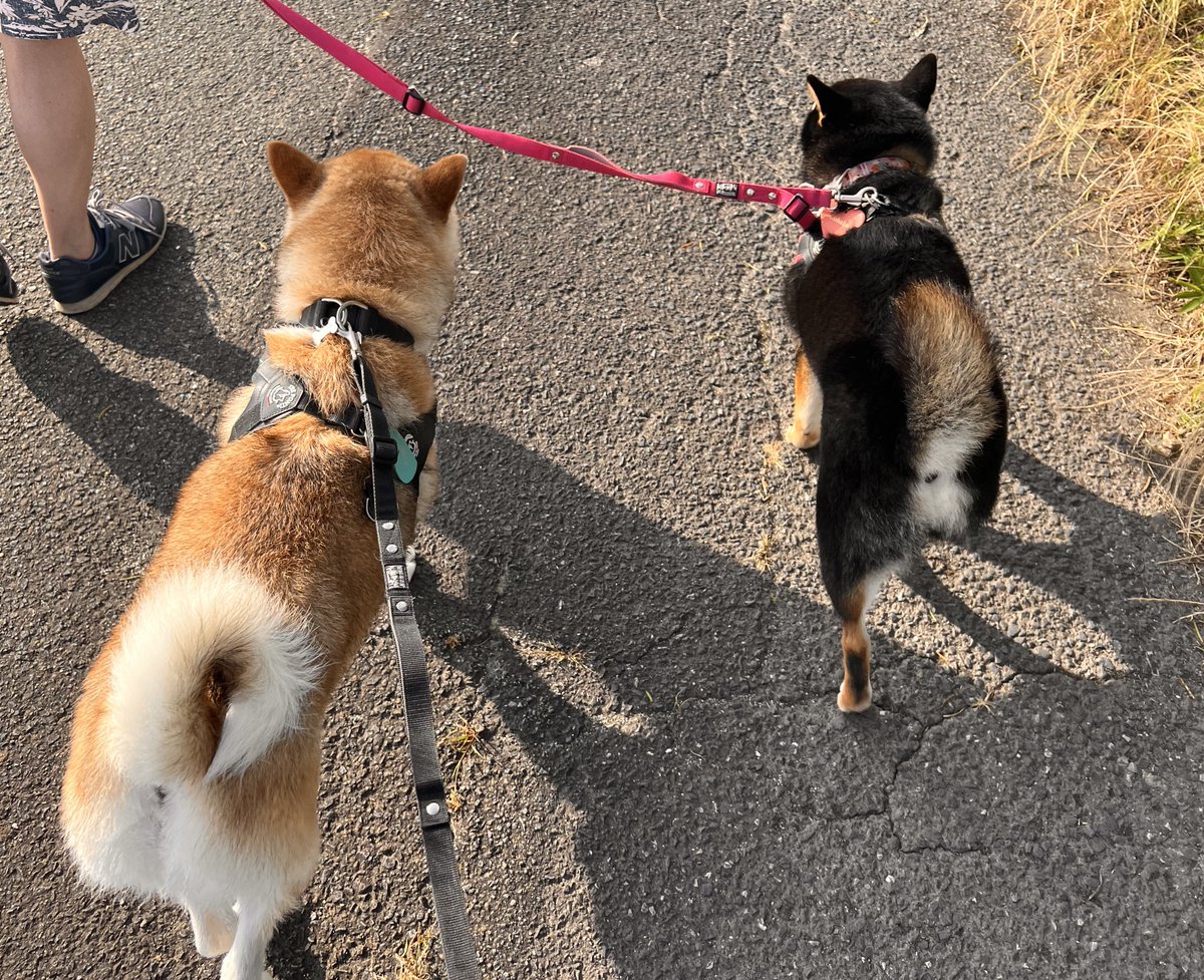 昨日は鉄板焼き飲み🍻めちゃくちゃ楽しかったー😆ので、今朝はちょっと寝坊してからのお散歩でした💦朝から暑いなー🥵

最近こはくが太いですわ、写真で見たらそうでもない感じに見えるけど🙄
やっぱり避妊済だから気をつけないとだなー💦体重測るの怖い😱測る？測ってみよかな👀
