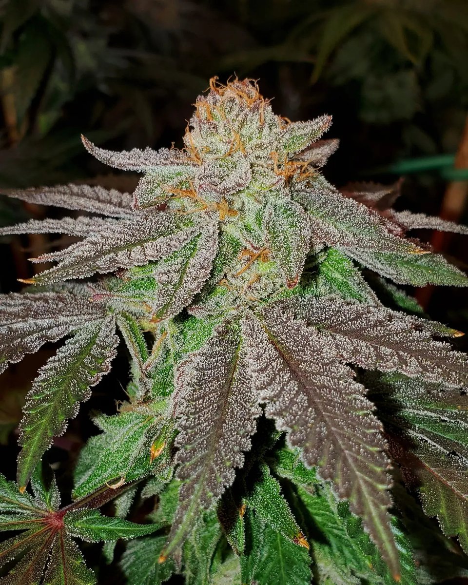 Grape Pie steadily holding it down.

Shout out to Cannarado