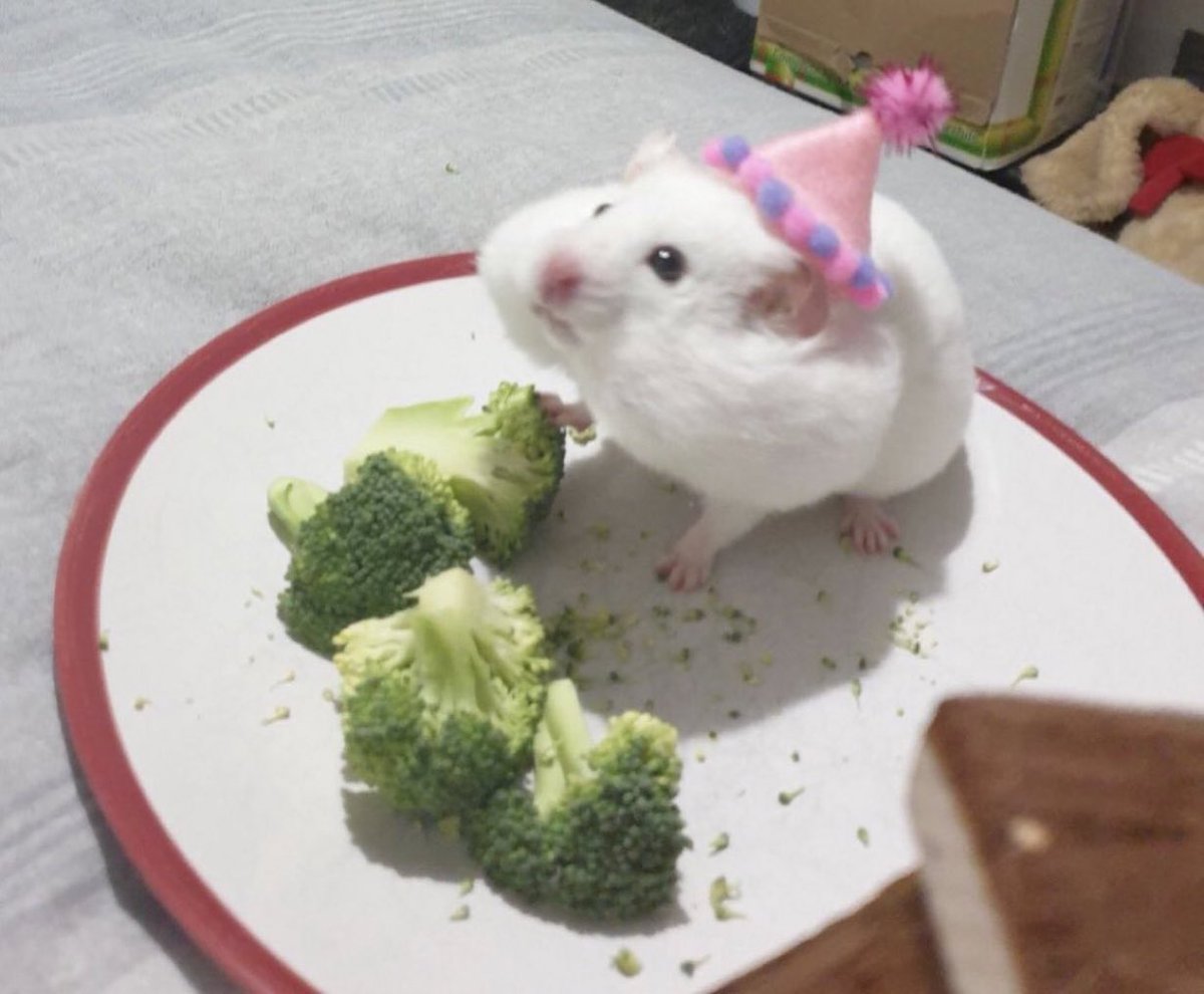 ブロッコリーを
口いっぱいに頬張ってるハム