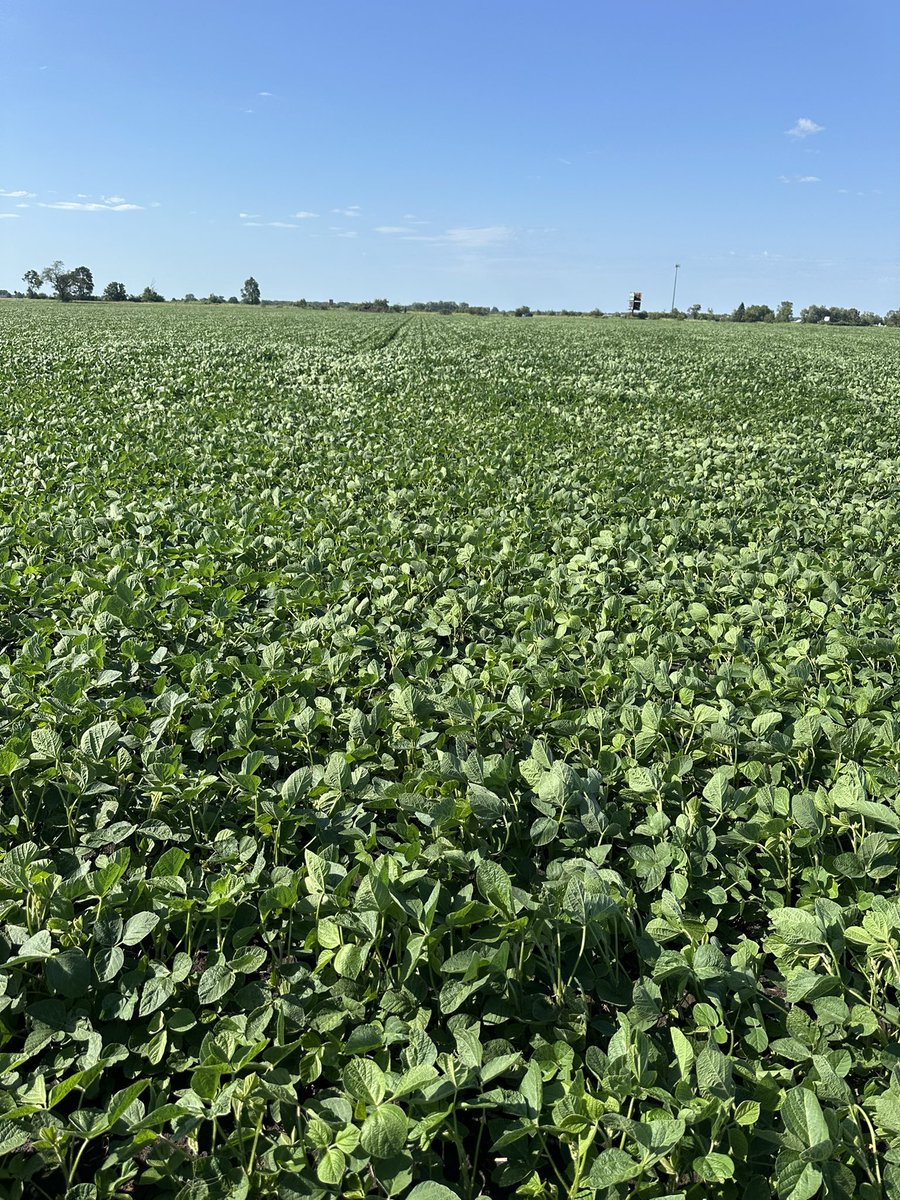 Kevin Rothzen - Channel Seed TA tweet media