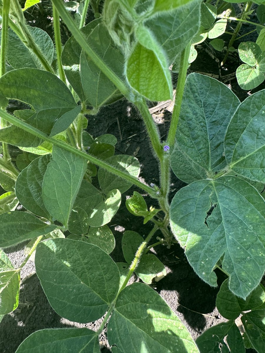 Kevin Rothzen - Channel Seed TA tweet media