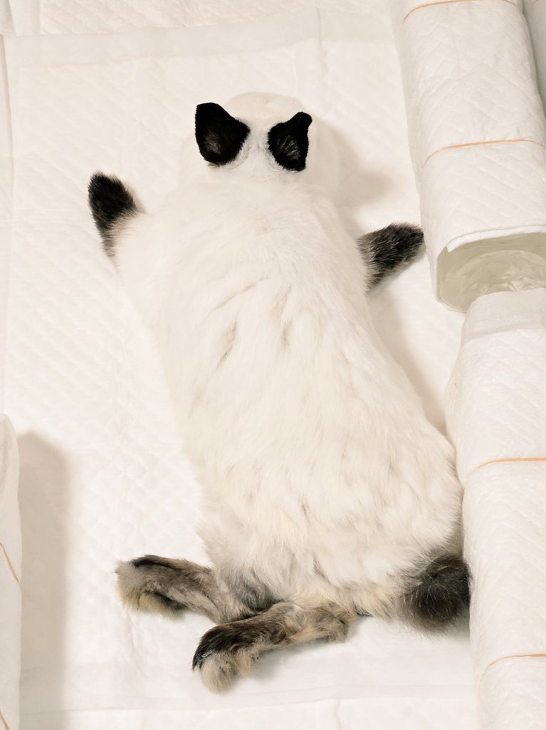 バンザイ シロウサギウミウシ