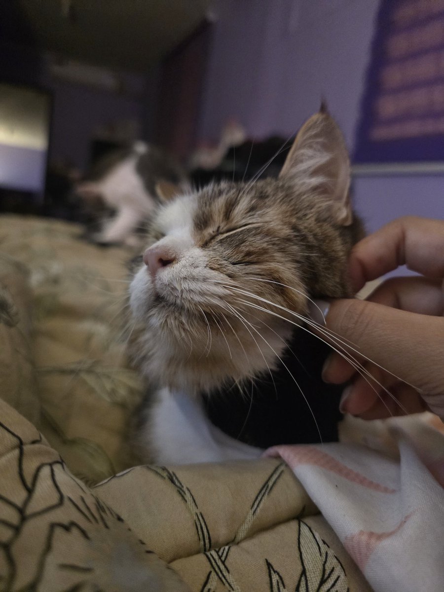 Después de unos días en casa con alimentación por sonda y oral, Chiquita tuvo que ser hospitalizada nuevamente 💔
En su control, el BUN volvió a subir, y es necesario seguir con el tratamiento.

Seguimos adelante con la rifa, que se sorteará este miércoles 30 de junio 🎟️
RT 🙏🏻🐾