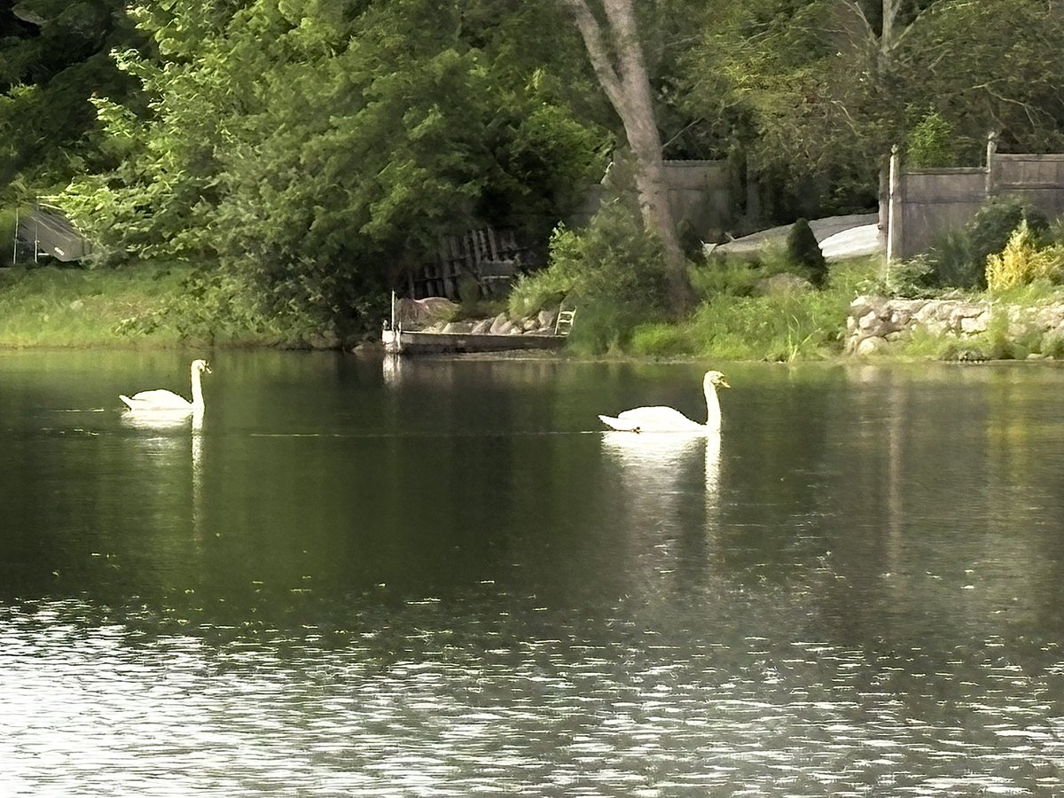 doesgodcry's tweet image. y’all don’t fw swans like i do