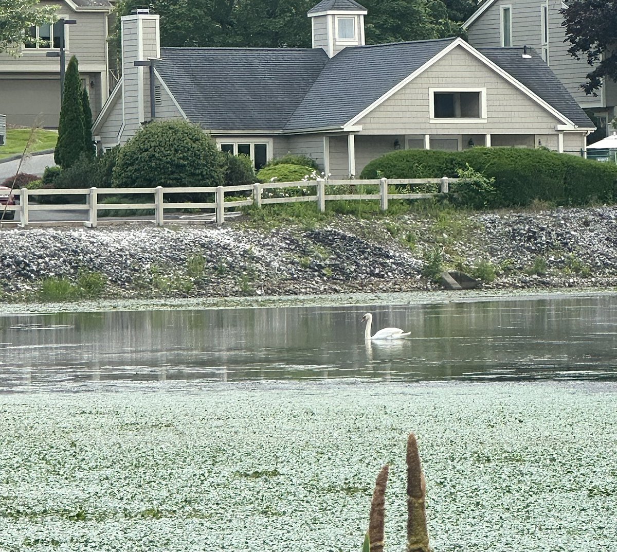 doesgodcry's tweet image. y’all don’t fw swans like i do