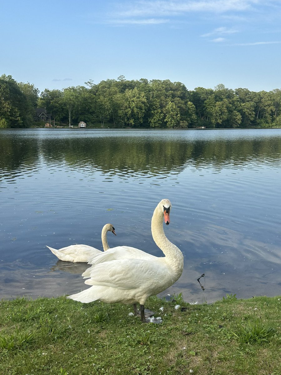 doesgodcry's tweet image. y’all don’t fw swans like i do