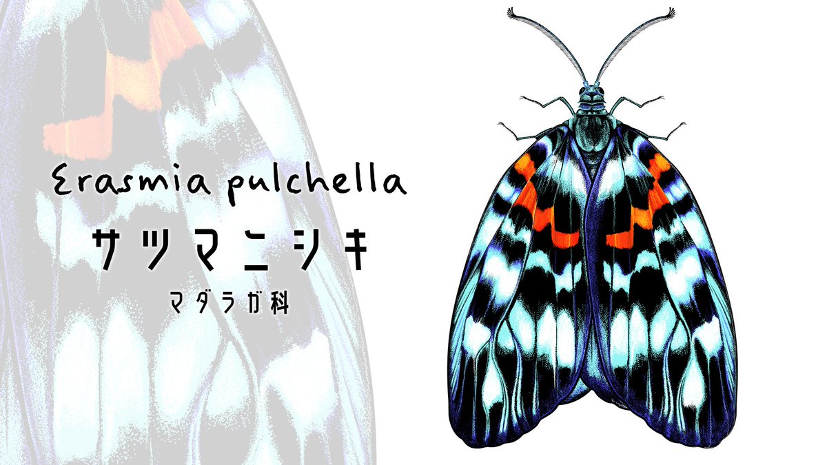 #いきものあいうえお
「さ」

サツマニシキ 