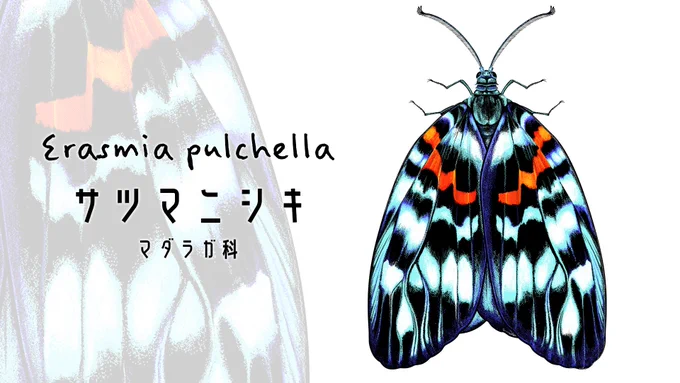 #いきものあいうえお
「さ」

サツマニシキ 