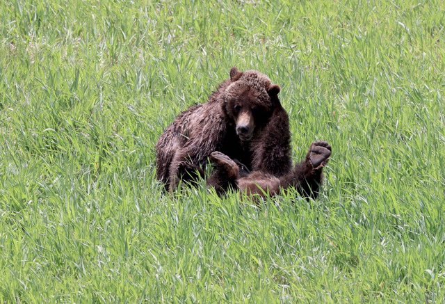 #friday #northfork #Grizzly #Wyoming