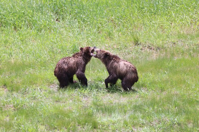 #friday #northfork #Grizzly #Wyoming