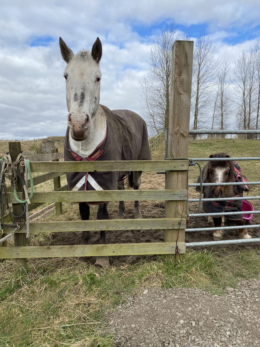 My grandfur family ❤️
Photo 1…..Dogs L-R, back row Remi, Holly, Tweed, front row JRT’s Finn &amp; Pip 🐶🐶🐶🐶🐶
Photo 2…..Millie, Solo, Ollie 🐴🐴🐴
Photo 3….little Timmy (on right) little field companion &amp; total little💩🐴🤣
Love them all ❤️