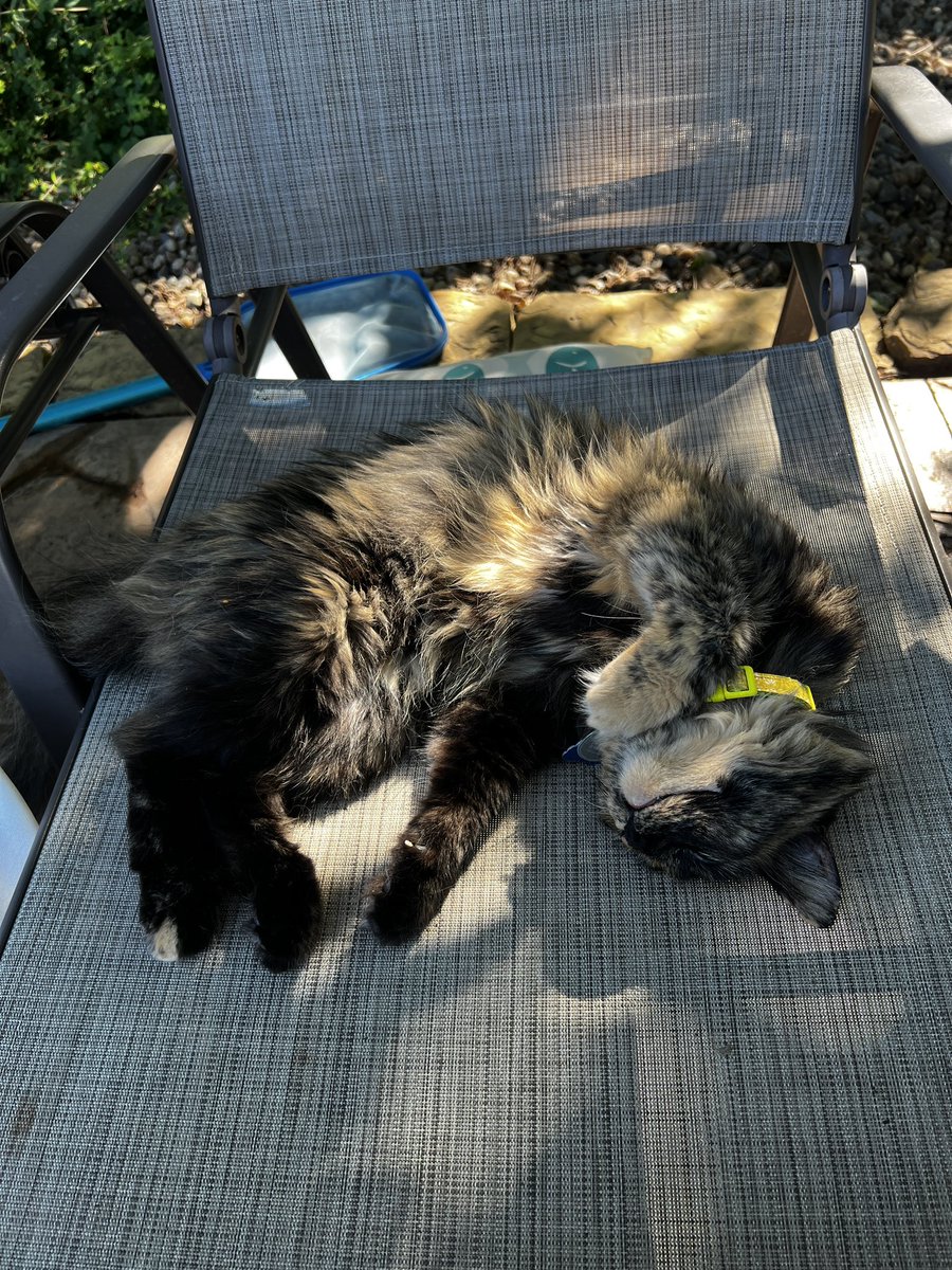 In a future life I’m coming back as a cat. 

Enough said