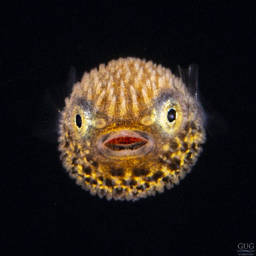 GugUnderwater's tweet image. Too cute to not post! This little behbeh #pufferfish is one of the few fish who seems attracted by the lights of my floating downline, rather than be repulsed by them.
#larvalfish #blackwater #blackwaterdiving #blackwaterphotography #chrisgug #gug #gugunderwater