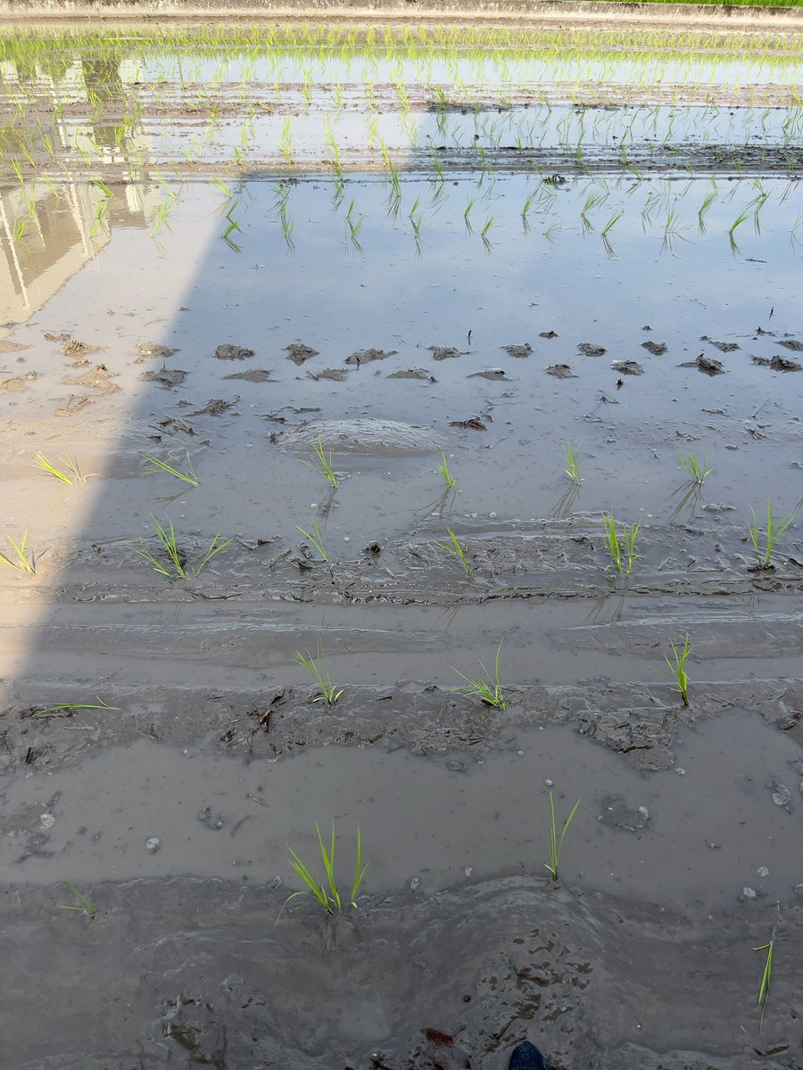 田植え🌾