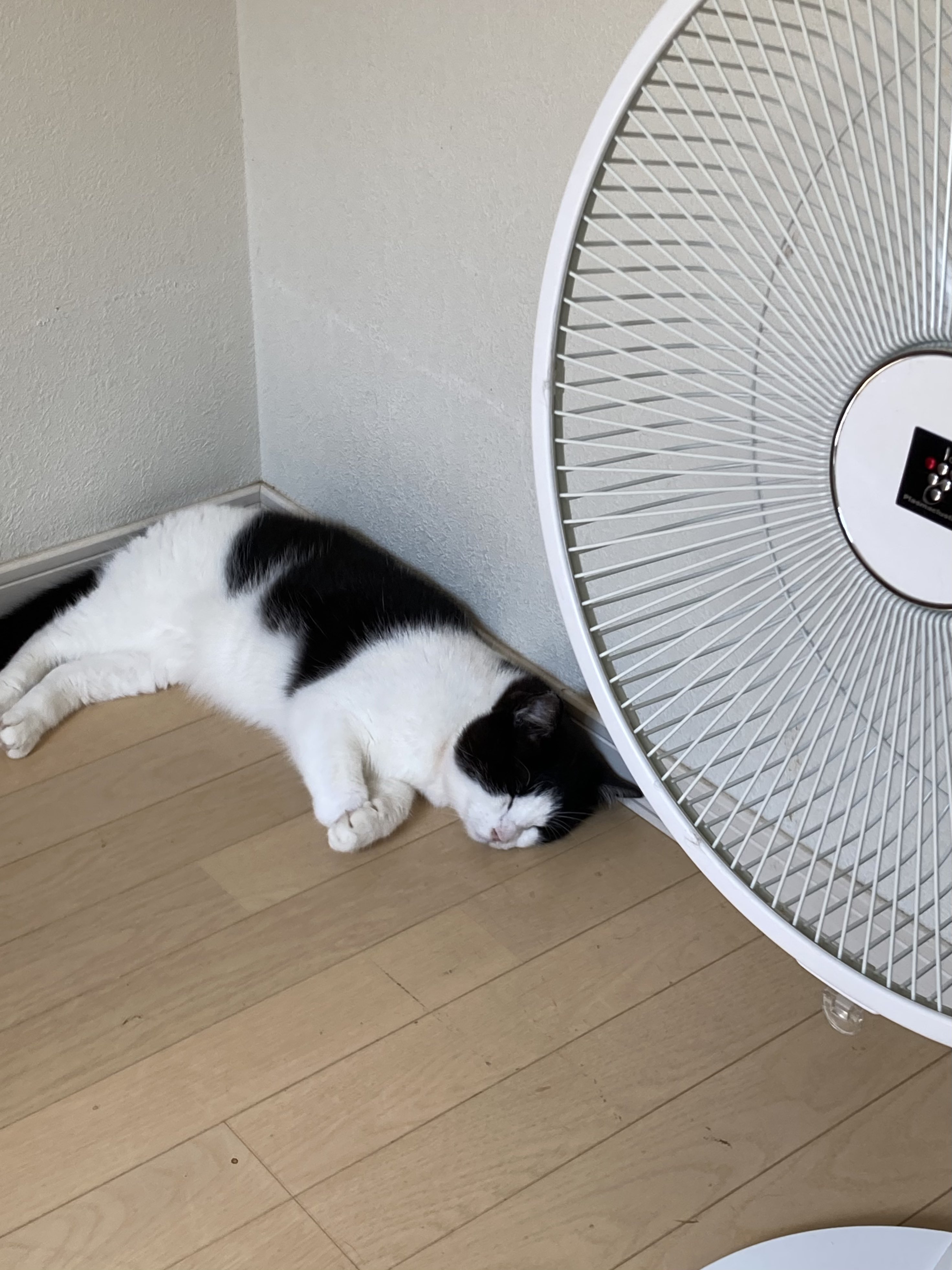 風太🐾ぼたん | ねこにすと89有楽町🐱 ガチャのアクスタ回収