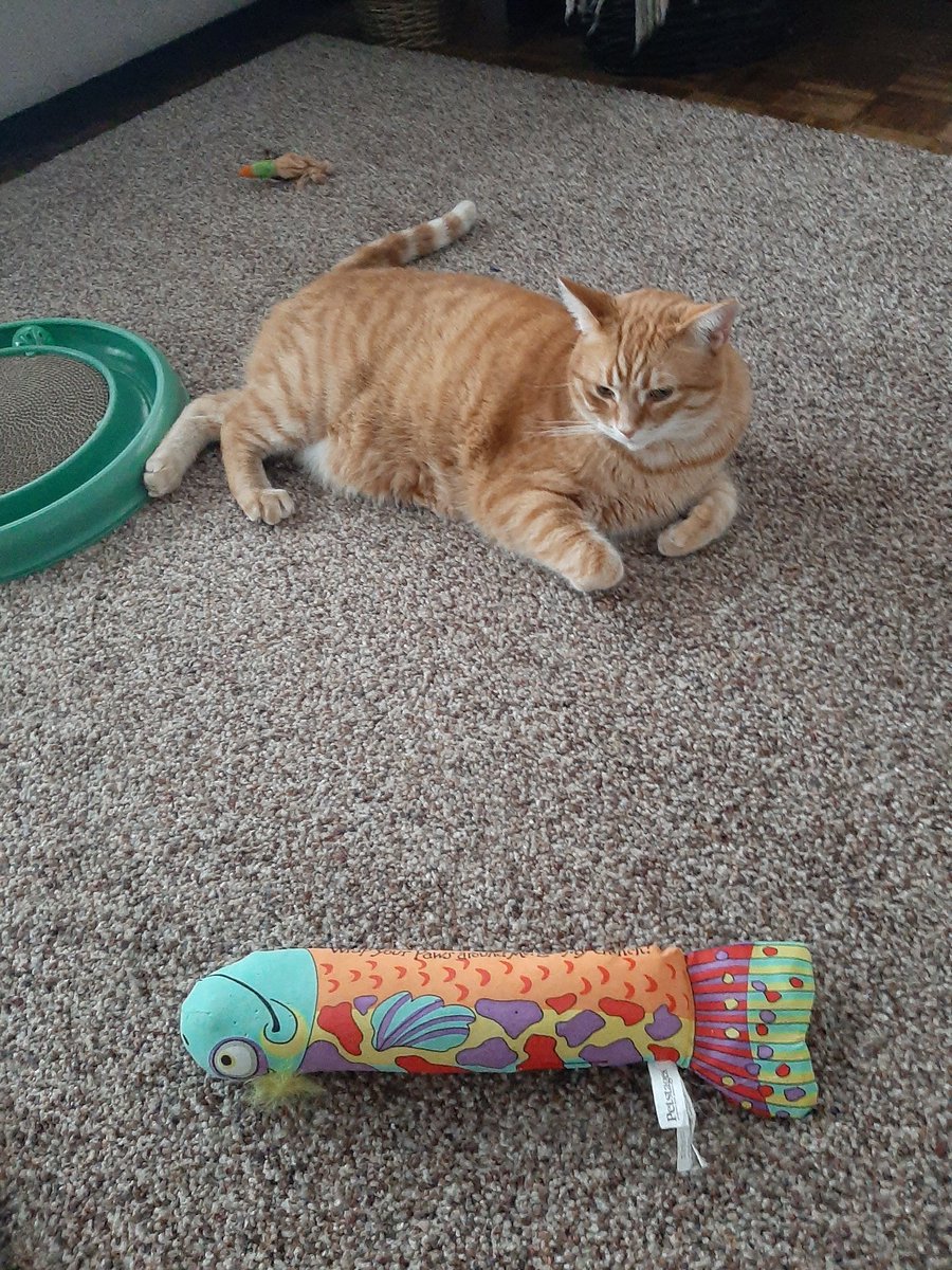 FRED'S WEATHER REPORT: Too darn hot to play with toys. Stay cool and lie on the floor folks!! #FredtheCanadianCat #onstorm #heatwave 😻❤❤🇨🇦🌬