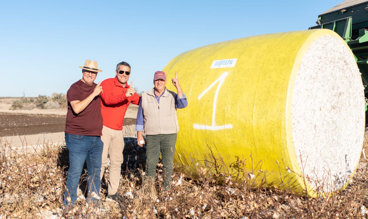 mariano_anibalg's tweet photo. Se cosecho en San Juan, Medano de Oro junto al Productor Guillermo Lopez y Flia.. El Primer lote de FELPA (Fibra de 33mm) Recordemos que Argentina hace como máximo 26,5mm. Este proyecto Publicó Privado llego a su estapa Final y podemos decir Argentina tiene Algodón Premiun https://t.co/Eym5M3YbXB