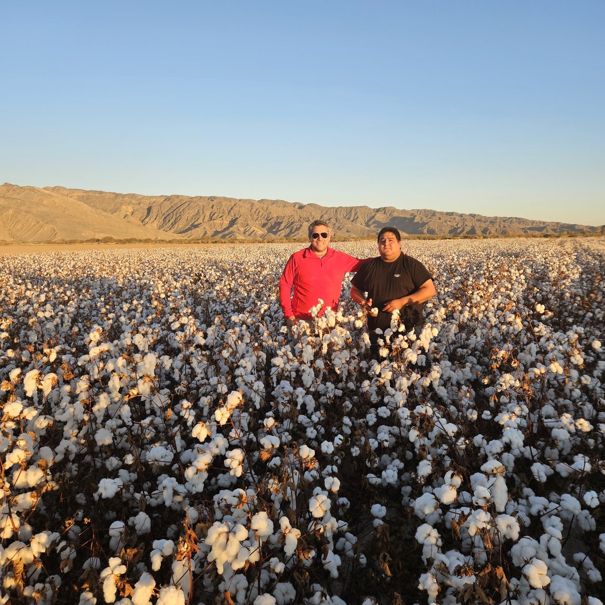 mariano_anibalg's tweet photo. Se cosecho en San Juan, Medano de Oro junto al Productor Guillermo Lopez y Flia.. El Primer lote de FELPA (Fibra de 33mm) Recordemos que Argentina hace como máximo 26,5mm. Este proyecto Publicó Privado llego a su estapa Final y podemos decir Argentina tiene Algodón Premiun https://t.co/Eym5M3YbXB