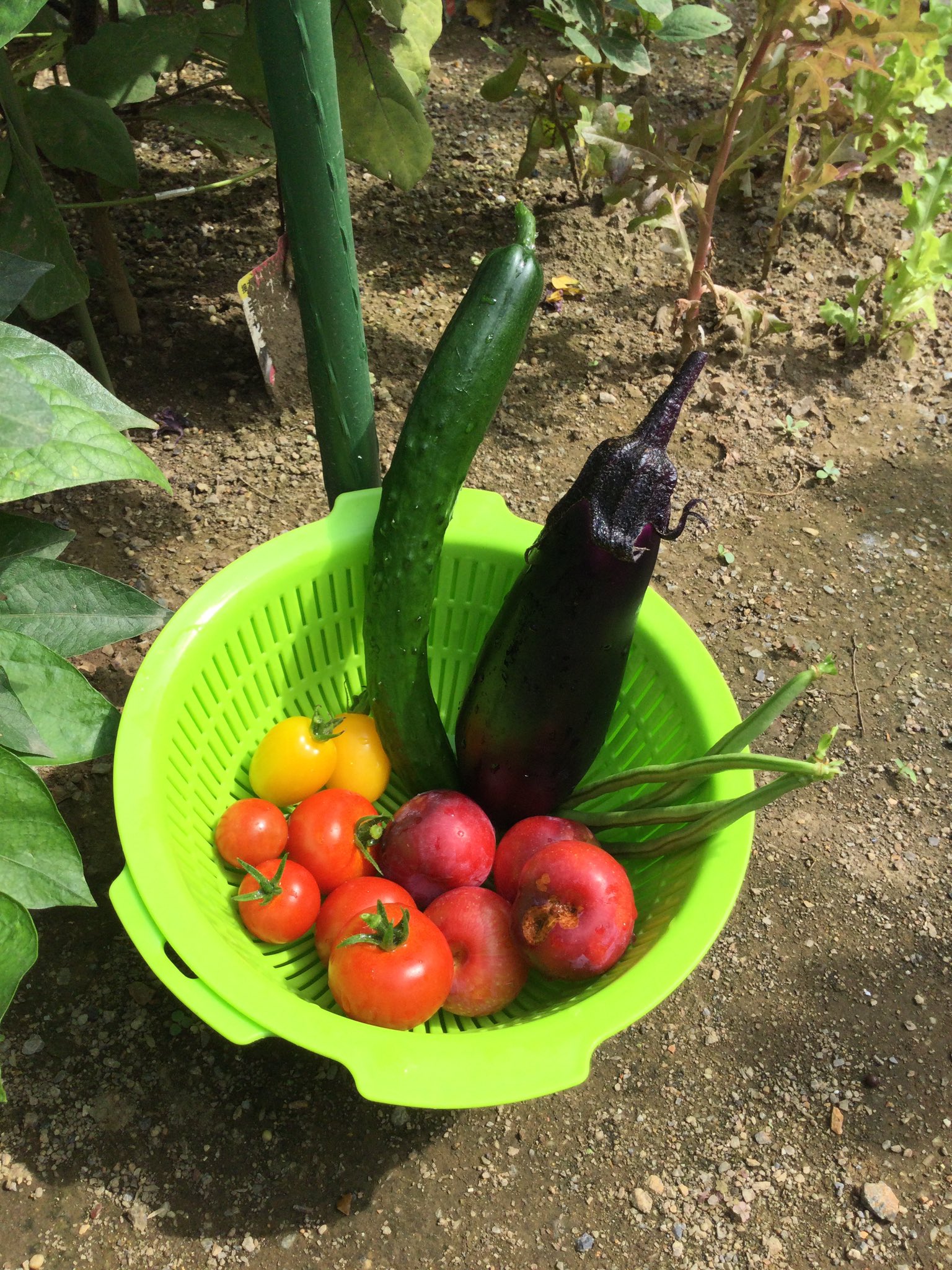油絵　　太陽の下 新作人気 一番小さい油絵○24K純金太陽の日の出赤富士山△がん