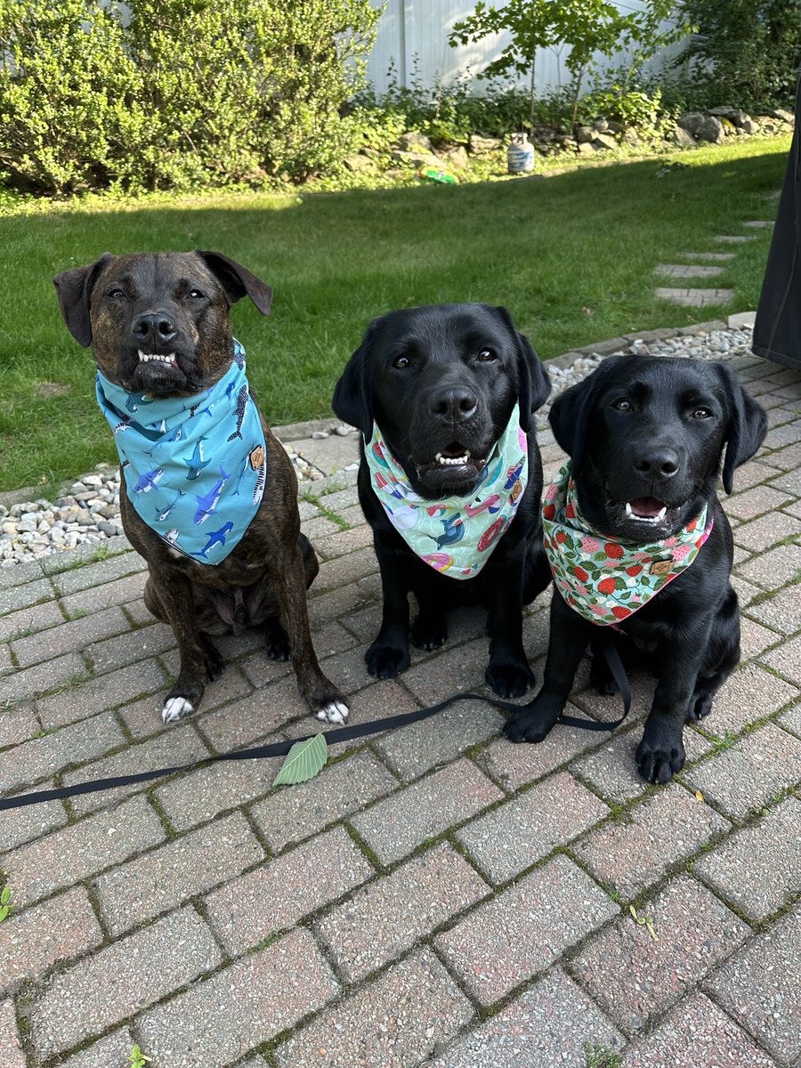 Happy #FirstDayOfSummer everypawdy! 🩵💛💚 #rileywillowmollie #SummerSolstice #summer 
#dogsofX #dogsoftwitter