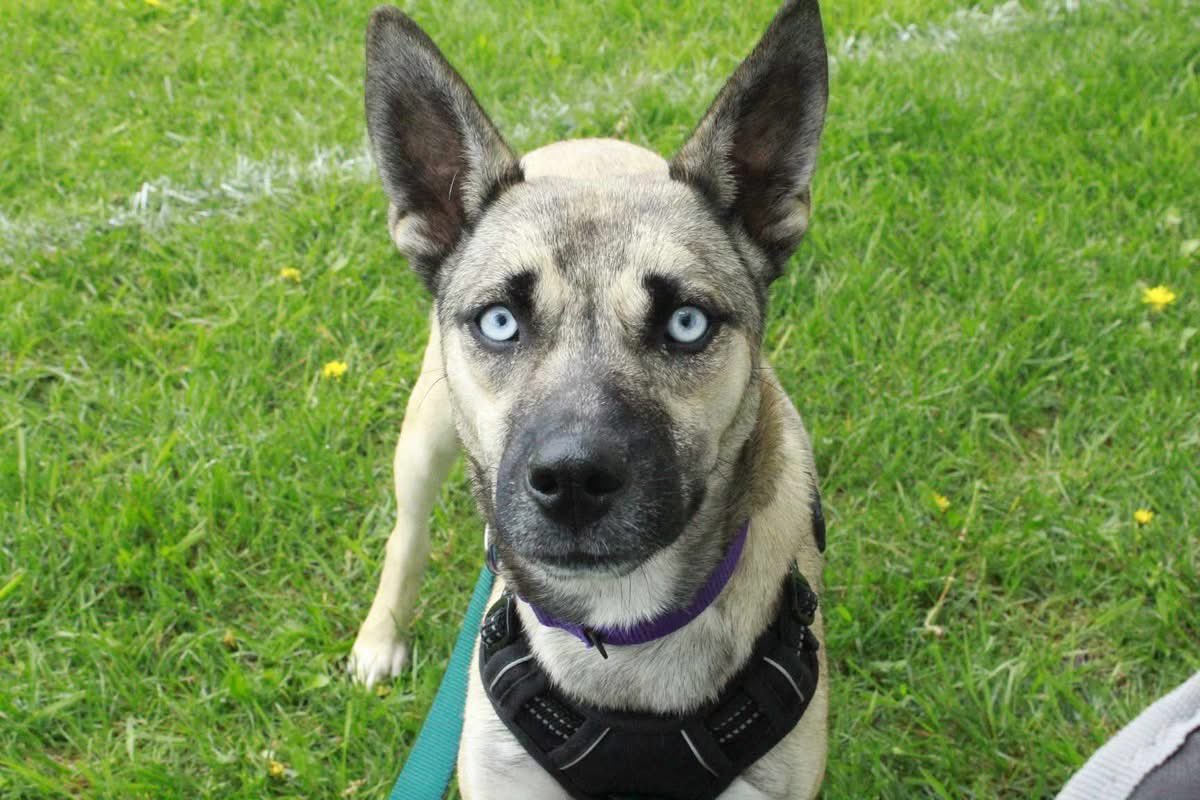 OPH_Rescue's tweet image. Kiana made so many friends at our brewery event last week, but is still waiting for her adopter to spot her. She&apos;s a 1 year old, 35lb husky mix who may &quot;talk&quot; to you in her husky voice if she doesn&apos;t get her way, but she&apos;s a great pup 🐾🩷