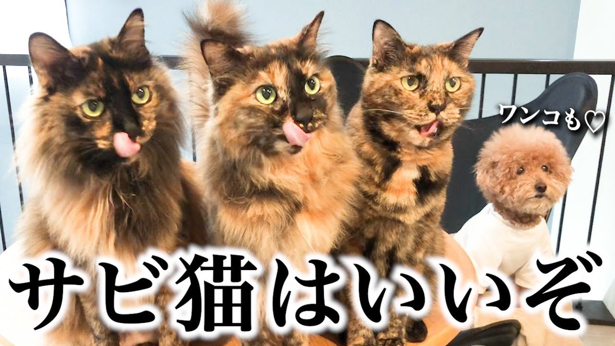 グランドホールセール Gt7NouRWcAATQHL.jpg その他