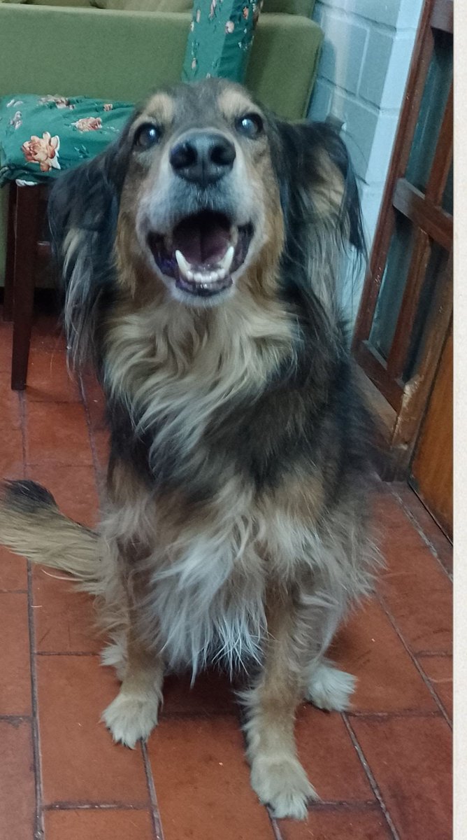 alegriagonzaa's tweet photo. 🚨PERRITA PERDIDA EN #QUILICURA 

Se extravió "Lilu", mestiza de 13 años, muy asustadiza.

📍 Vista por última vez en Rigoberto Jara con Lo Marcoleta.

Favor llamar al:

📞 +56 9 4935 0767 - +56 9 8235 9306.

@carolinapinoc @PerrosPlazaHuem @lokilla1987 @__Angeles__9 https://t.co/yWGcJfnwZp