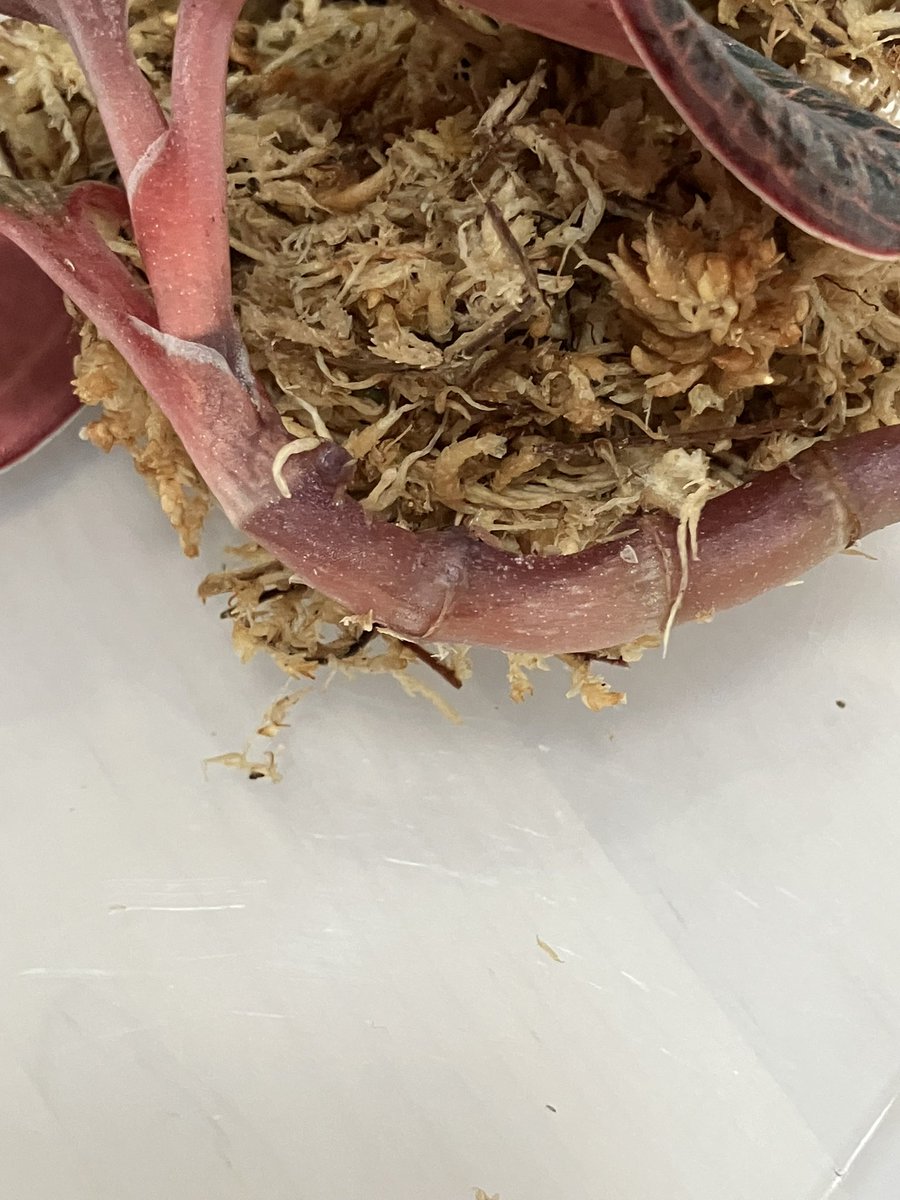 oppuusan's tweet photo. 先日鉢上げしたLimii。
今朝葉が垂れて来てたので
確認したら、茎の真ん中あたりから
腐れてきてました😱
新しい根も動き出してきてたのに
残念です😩
あ゛〜〜〜 もう😖
#ジュエルオーキッド
#Macodes Limii https://t.co/v7YfO36Yby
