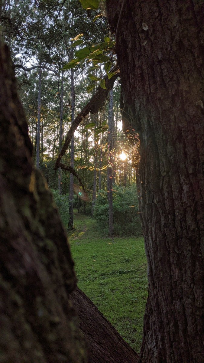Setting sun caught in the web