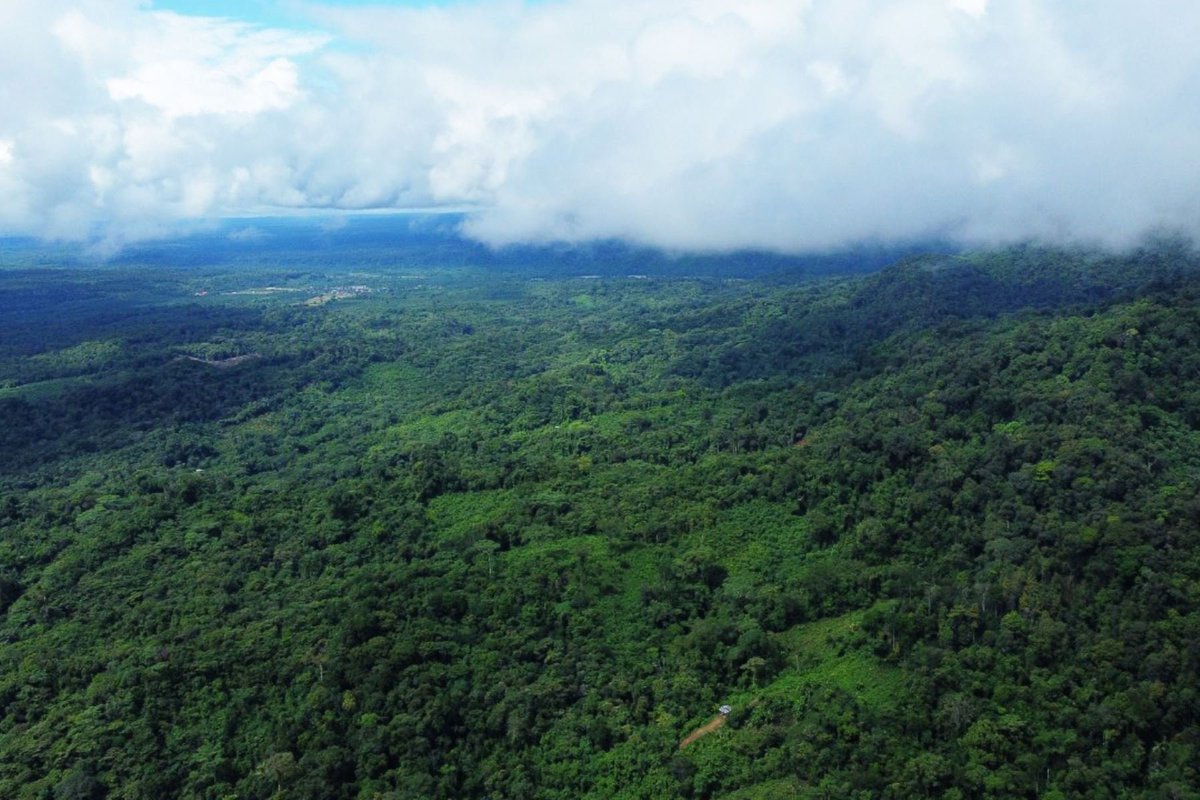 ▶️Velo de Novia, la nueva área de conservación regional de Ucayali.👉ow.ly/ILqr50Weh7f