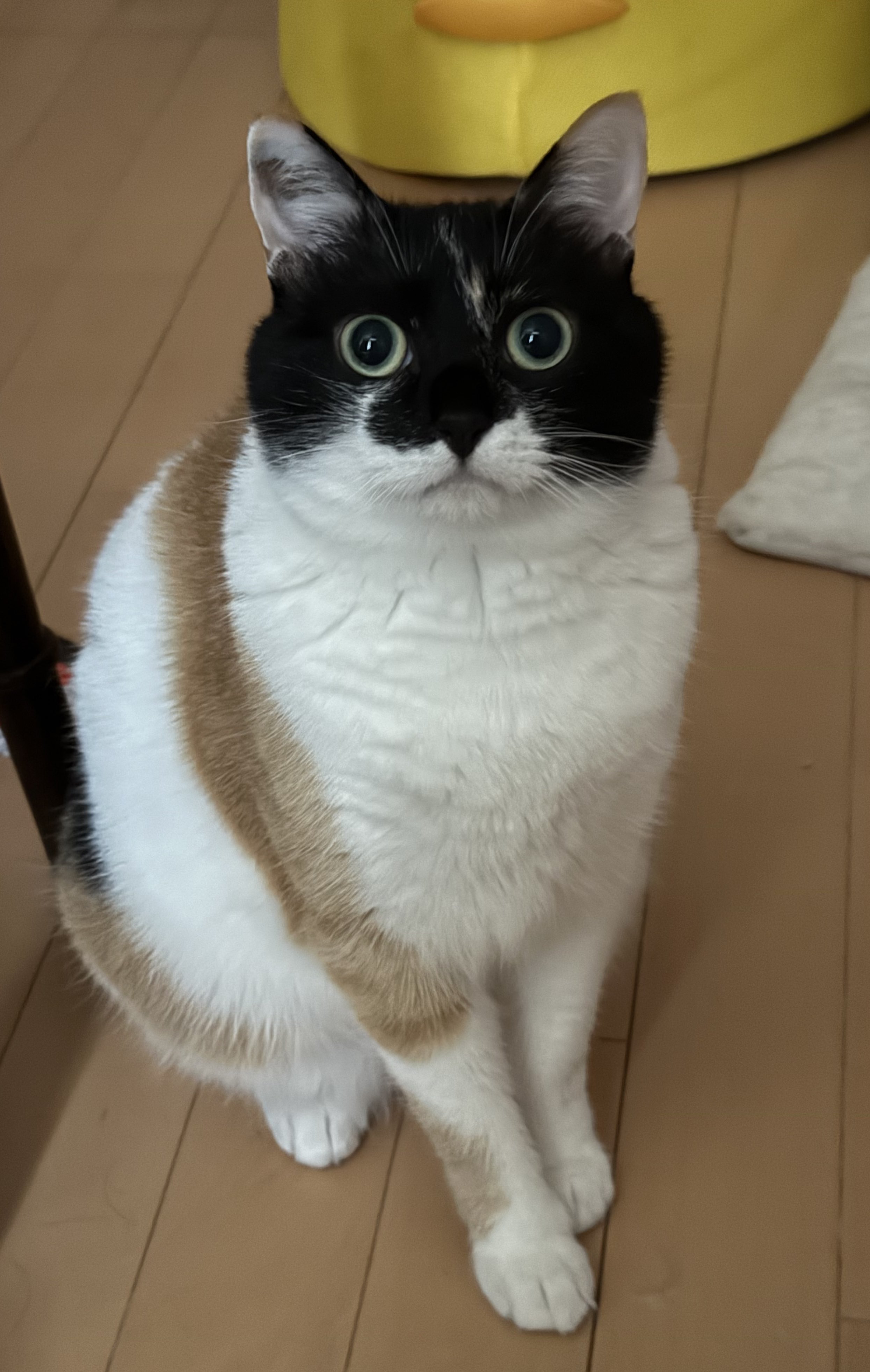 言わざる三毛猫｜WooBia公式オンラインショップ – WooBia
