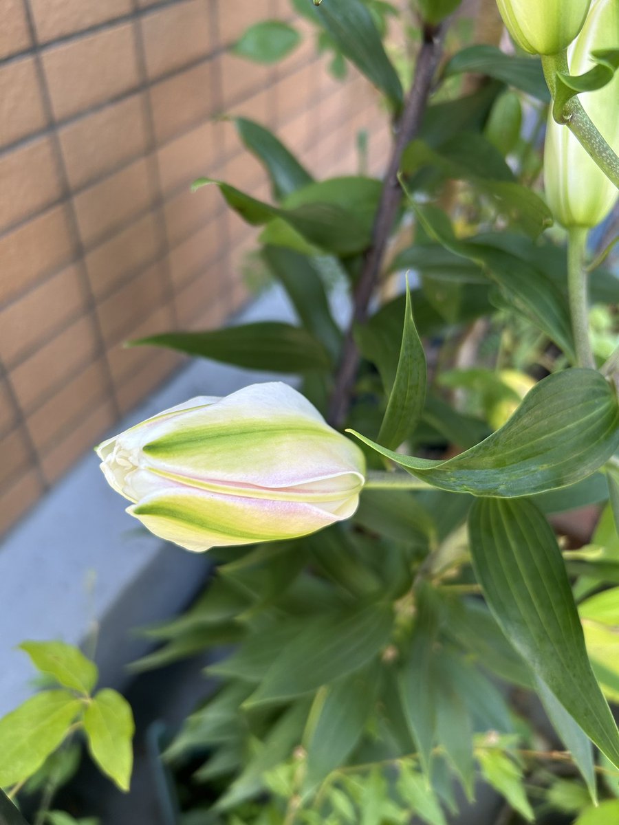 buuchandayon's tweet photo. 6:30には咲いていた。綺麗🤍
オリエンタルハイブリッドのザンベジって百合だった。
八重のソフトミュージックは後から咲いた。ピンクが薄いなぁ。

カクテルが2巡目。

#ユリ
#ザンベジ
#ソフトミュージック
#カクテル
#今日の庭の花💐
#バルコニーガーデン🪴 https://t.co/PgPehAjBXQ