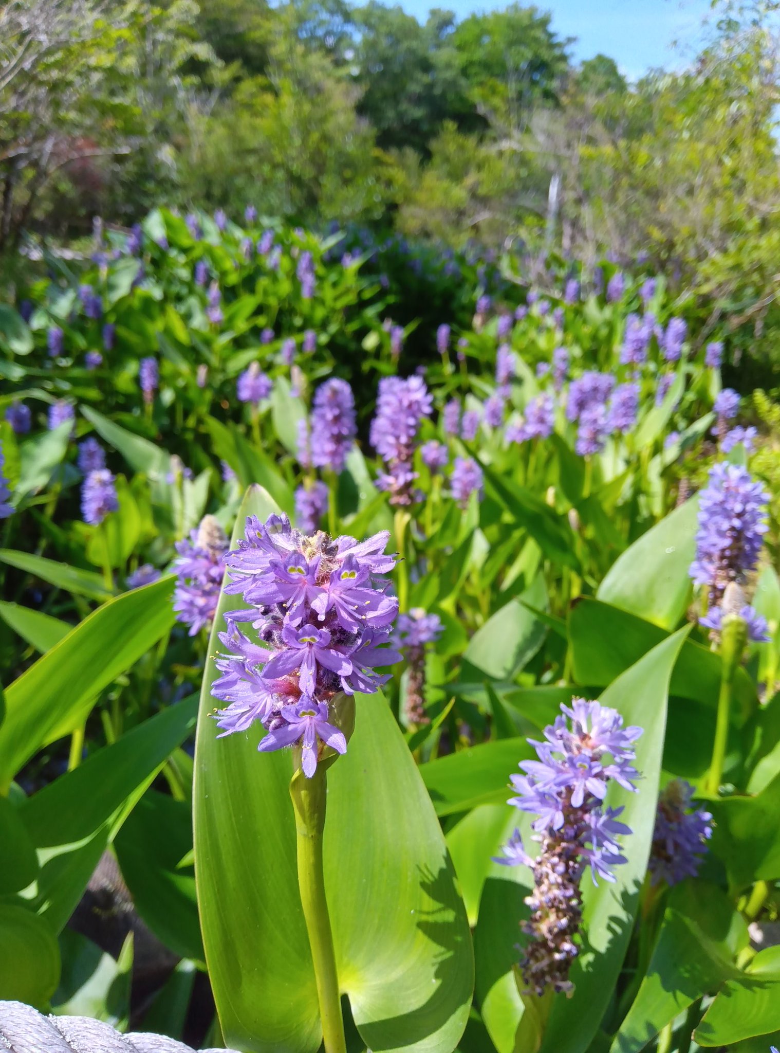 箱根 湿性花園 キスゲの咲く季節　パステル画 箱根 湿性花園 キスゲの咲く季節 パステル画 - メルカリ