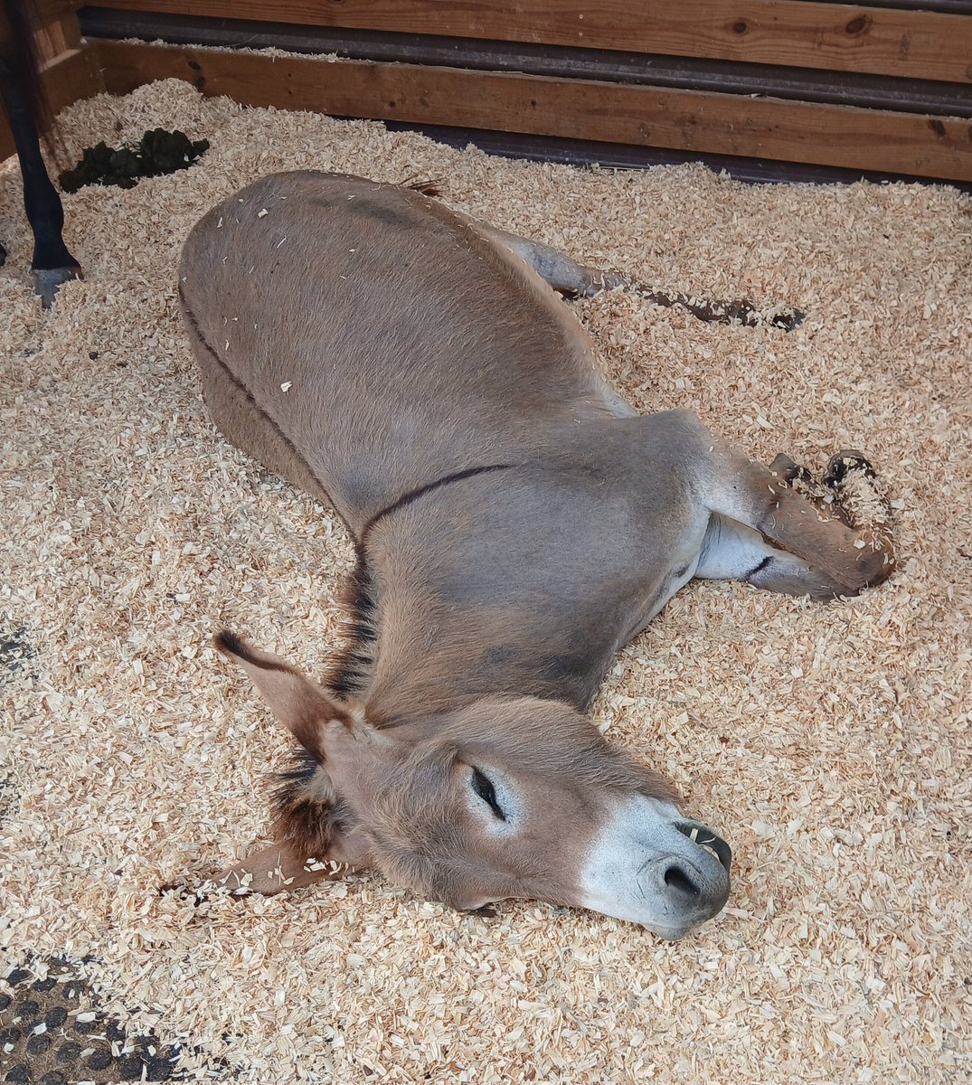 My kids and went to my brother's place the other day. They ignored all the pretty horses but couldn't get enough of "Ethel" the ass. She's sweet though, hates the heat and humidity down here as bad as I do lol🚬