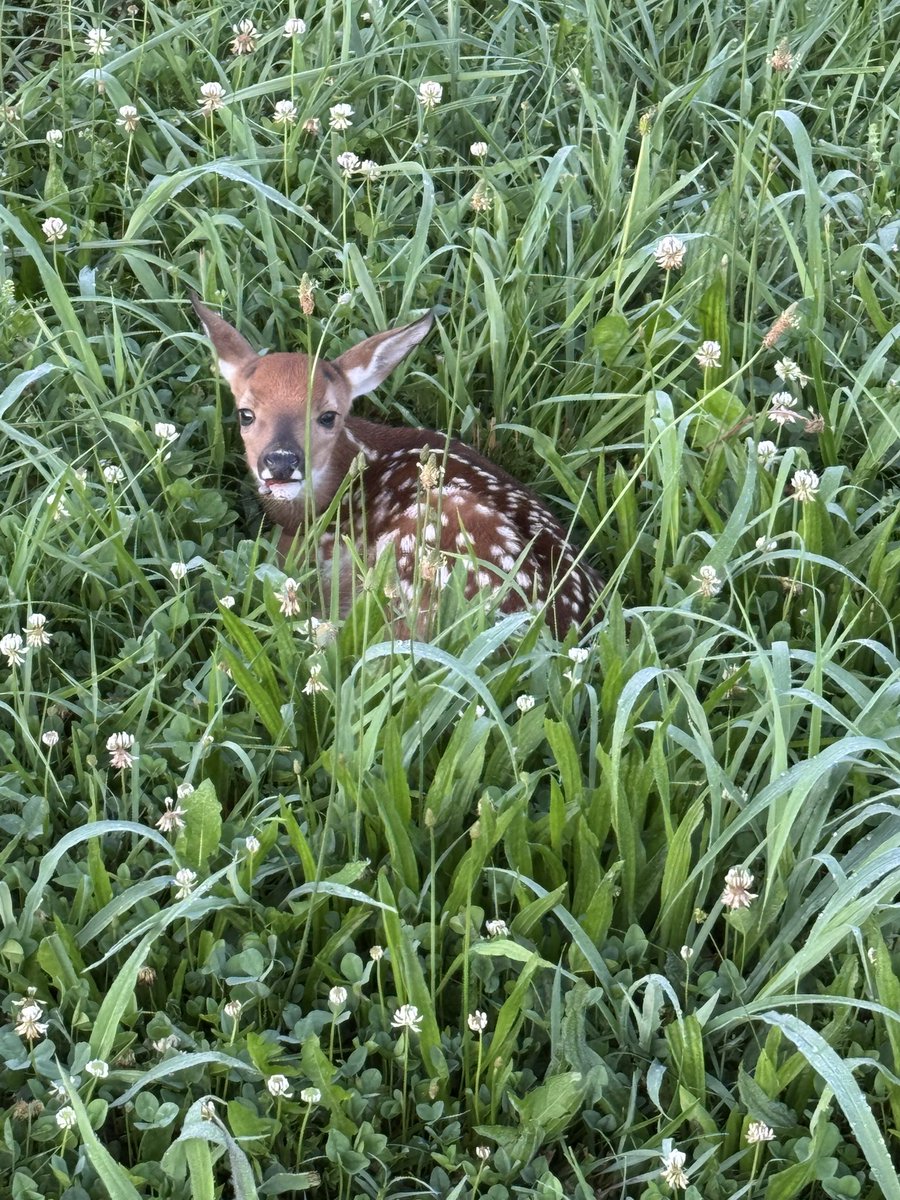 joshbolin75's tweet image. Ran across this baby deer while on my morning walk just 5 feet from the sidewalk. Of course I tried to pet him but he ran away.