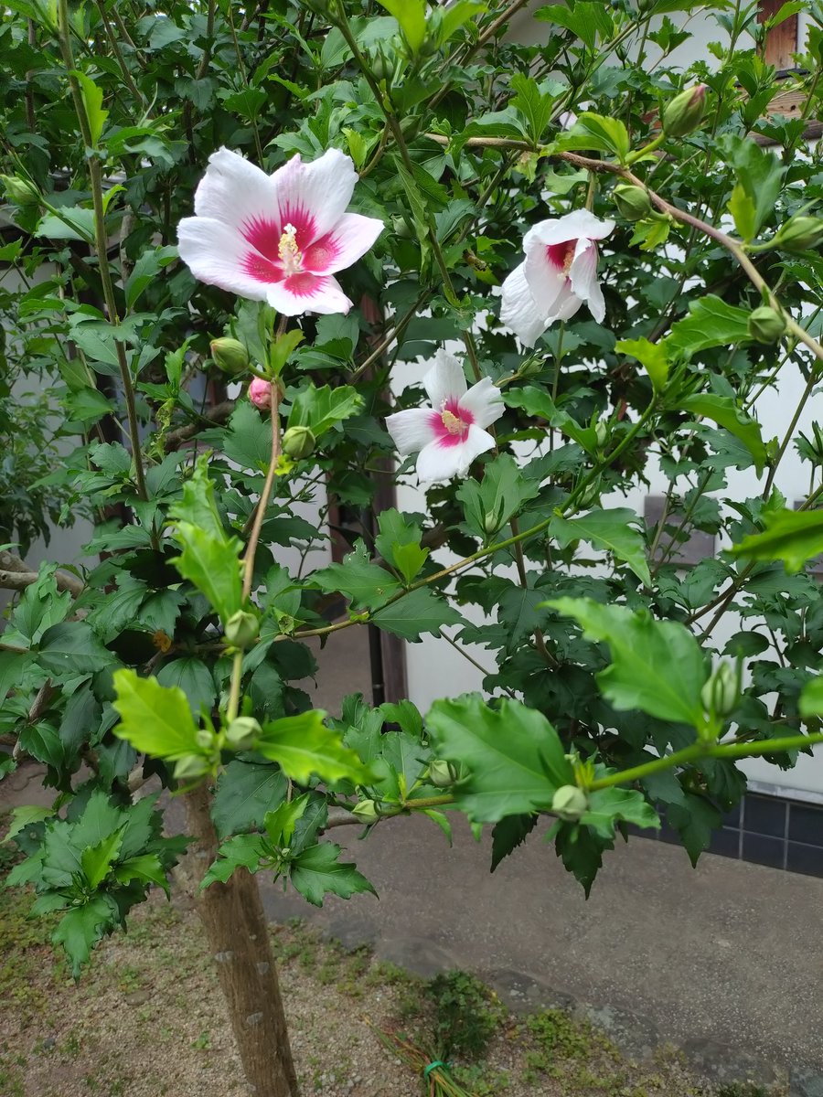 梅雨の晴れ間、記念館の庭の植物は元気に花開いています🌺

さて、明日は企画展「みすゞがえがく異国の詩」のギャラリートークを行います。
前回と同内容、11時からと14時から各回30分、予約不要・参加料無料です。
どなた様もどうぞ☺