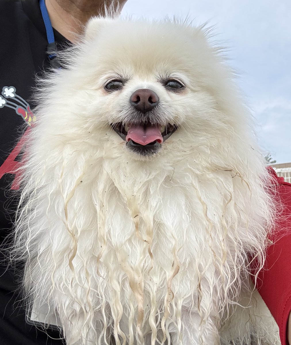 ポメラニアン - 子犬や子猫たちのペット販売情報が満載「ペット