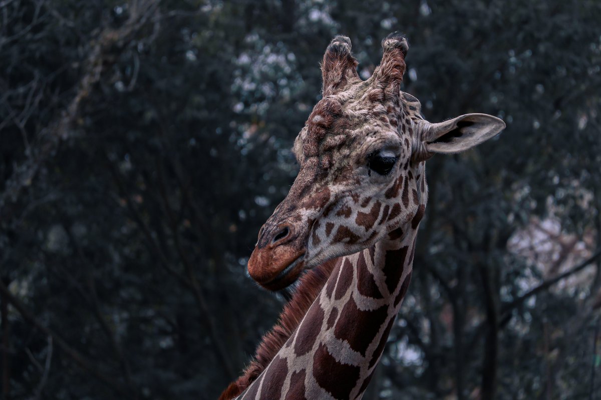 #世界キリンの日