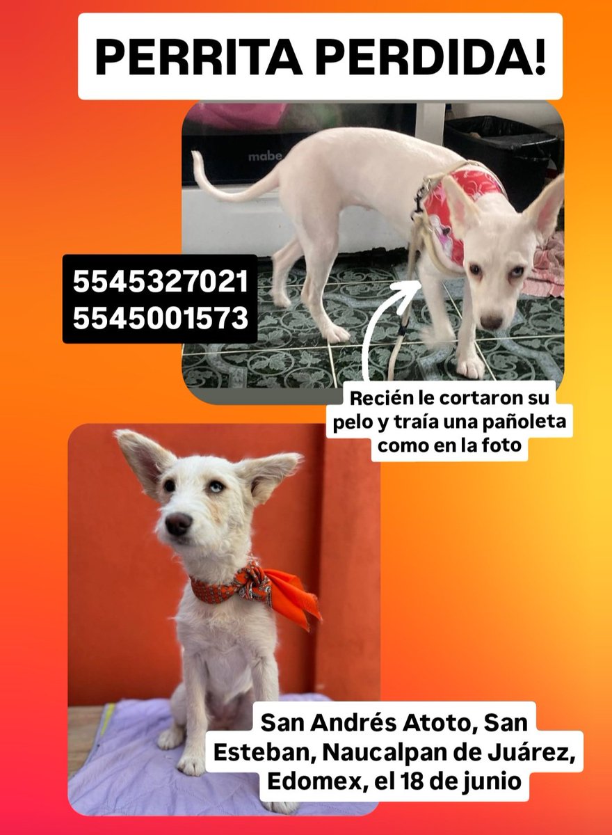 Me ayudan a compartir??! Chiara se perdió el 18 de junio en Naucalpan, cualquier info ayuda. Necesita medicamento! <a href="/Alina_Gag/">Alina</a> 🙏🏽🙏🏽🙏🏽🙏🏽🙏🏽