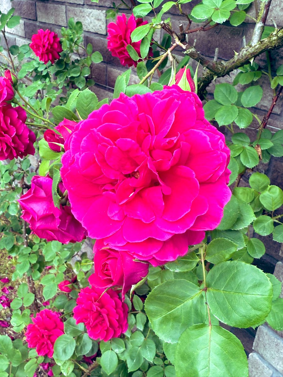 本日も0から館を出現させました🔥💪レイクガーデンタウン、薔薇が咲き乱れております🌹