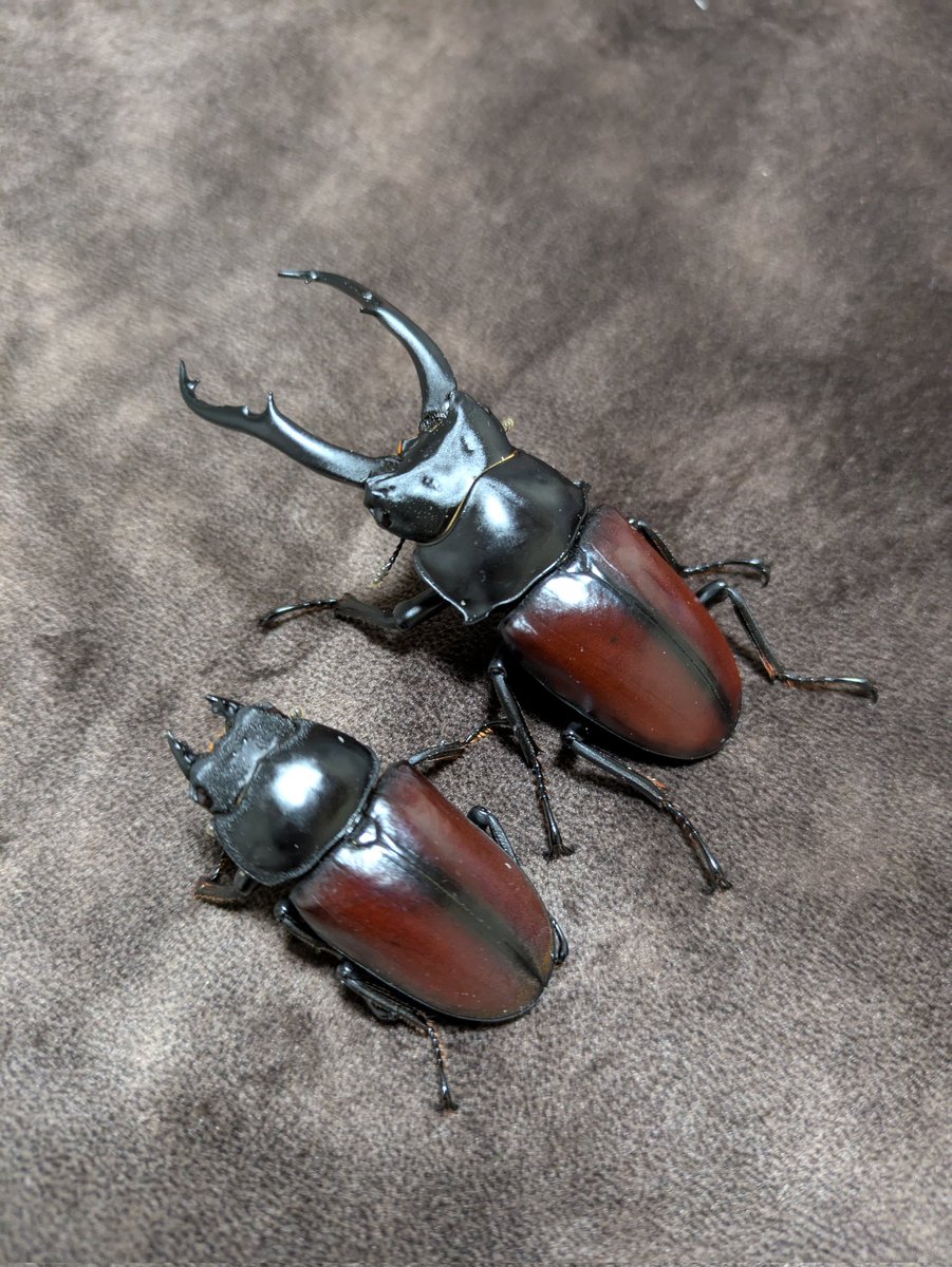 ドンキエル
CBF1 76✕48
ペアリング目視出来たので
産卵セットに行ってもらいます😀
このラインもレコード♀と
同じ種親で本命ラインです😁