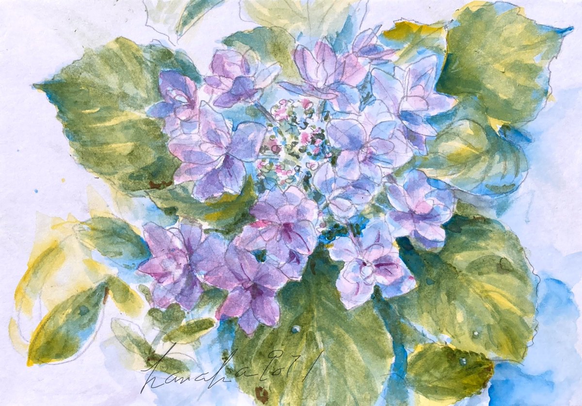 hanaha9071's tweet photo. みずみずしいガクアジサイに暑さやわらぐ
夏至の快晴
英名の
lacecap hydrangea
意味は『レースの帽子』でとても素敵
空気が真夏なのにまだセミが鳴いてない静かな昼さがり
温度で地上にでるわけではないのだと知る
今年は遅刻した!とセミは思うのか
#ガクアジサイ #額紫陽花 #lacecaphydrangea https://t.co/KpSOiHmwbX
