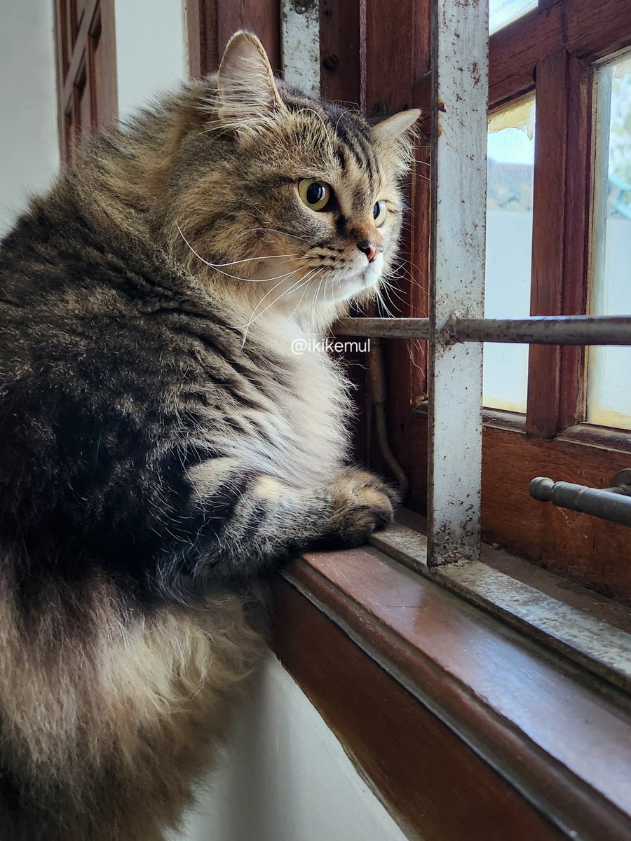 sibuk memantau dunia luar