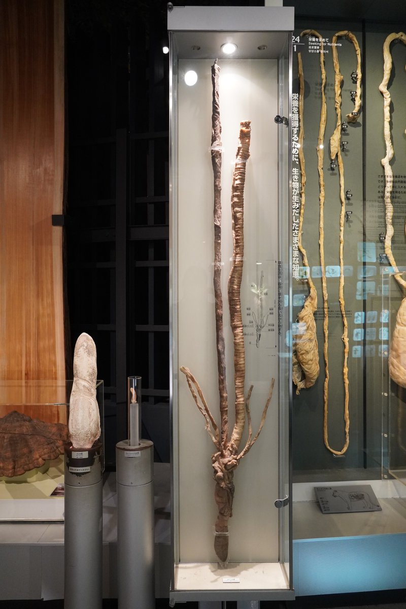 🦒6月21日は #世界キリンの日🦒 本日は「世界キリンの日」ということで